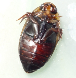 Foto af Tværstribet vandkalv (Hydaticus transversalis) | Standardfoto