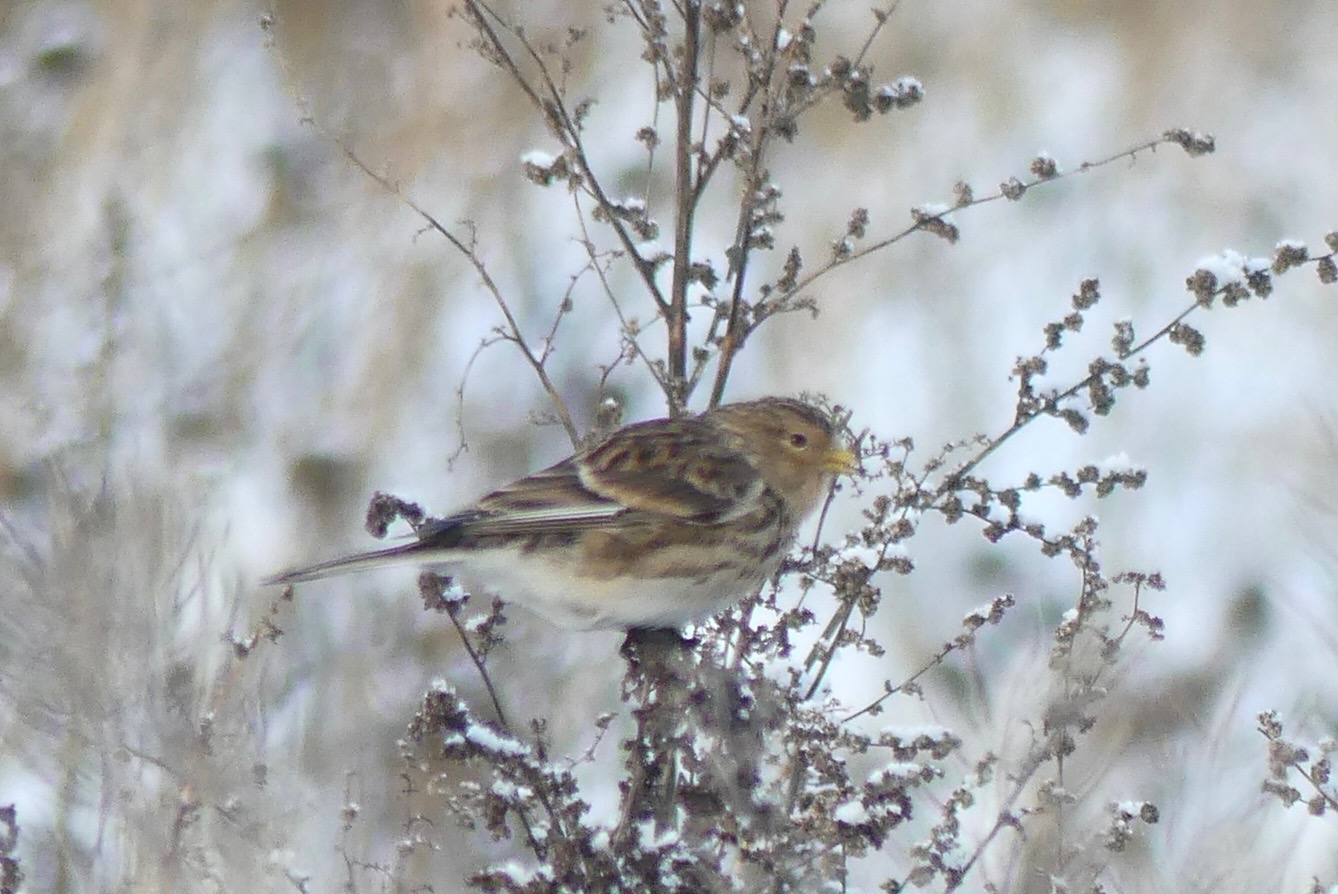 Twite (Linaria flavirostris), photo 9