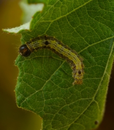 Foto af Lille måneplet (Clostera curtula) | Larve