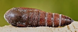 Foto af Sydlig poppel-ordensbånd (Catocala elocata) | Puppe