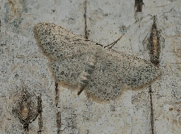 Foto af Kantpunktet duskmåler (Scopula marginepunctata) | Han