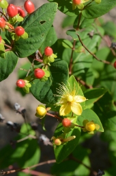 Foto af Bær-perikon (Hypericum androsaemum) | Standardfoto