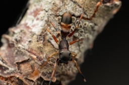 Foto af Myrmarachne formicaria (Myrmarachne formicaria) | Hun
