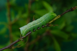 Foto af Berber-pyramideugle (Amphipyra berbera) | Larve