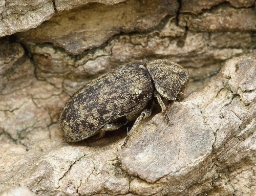Foto af Egeborebille (Xestobium rufovillosum) | Standardfoto