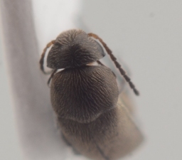 Foto af Mordellistena parvula (Mordellistena parvula) | Detalje