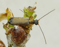 Foto af Guldhåret blomsterbuk (Grammoptera ustulata) | Standardfoto