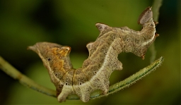Foto af Zigzagspinder (Notodonta ziczac) | Larve
