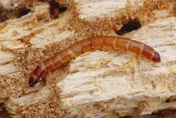 Foto af Procraerus tibialis (Procraerus tibialis) | Larve