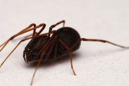 Foto af Væksthus-spytteedderkop (Scytodes fusca) | Hun