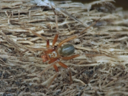 Foto af Anopsicus zeteki (Anopsicus zeteki) | Han