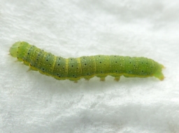 Foto af Haveugle (Lacanobia oleracea) | Larve