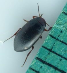 Foto af Hydroporus tristis (Hydroporus tristis) | Standardfoto
