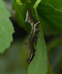 Foto af Grå dromedarspinder (Notodonta torva) | Larve