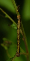 Foto af Guldgul frostmåler (Agriopis aurantiaria) | Larve