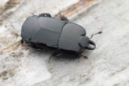 Foto af Hololepta plana (Hololepta plana) | Standardfoto