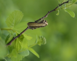 Foto af Brunrods-hætteugle (Cucullia scrophulariae) | Han