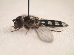 Foto af Sortblå bredfodsflue (Platycheirus albimanus) | Hun