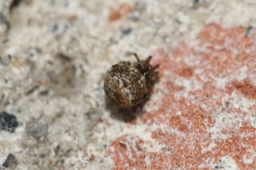 Foto af Parasteatoda tabulata (Parasteatoda tabulata) | Unge