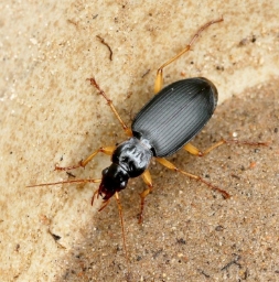 Foto af Stor kamløber (Dolichus halensis) | Standardfoto