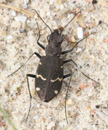 Foto af Stor sandspringer (Cicindela sylvatica) | Standardfoto