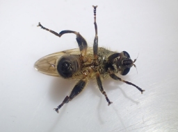Foto af Brun træsmuldsvirreflue (Brachypalpus laphriformis) | Han