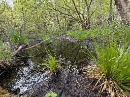 Foto af Dværghjulspinderslægten (Theridiosoma) | Habitat - skovsump nær Ringsted