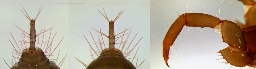 Foto af Bamazomus serendipitus (Bamazomus serendipitus) | Hunnens flagellum (t.v, midt) samt pedipalpe (t.h.)