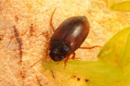 Foto af Hydroporus memnonius (Hydroporus memnonius)