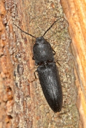 Foto af Matsort træsmælder (Crepidophorus mutilatus) | Standardfoto