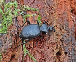 Foto af Sneglerøver (Cychrus caraboides) | Standardfoto