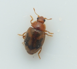 Foto af Rhyzobius chrysomeloides (Rhyzobius chrysomeloides) | Standardfoto