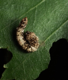 Foto af Tandet seglvinge (Falcaria lacertinaria) | Larve