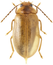 Foto af Stor sumpbille (Microcara testacea) | KV Makarov - www.zin.ru/Animalia/Coleoptera