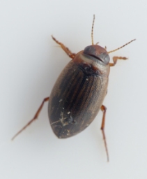 Foto af Hygrotus impressopunctatus (Hygrotus impressopunctatus) | Standardfoto