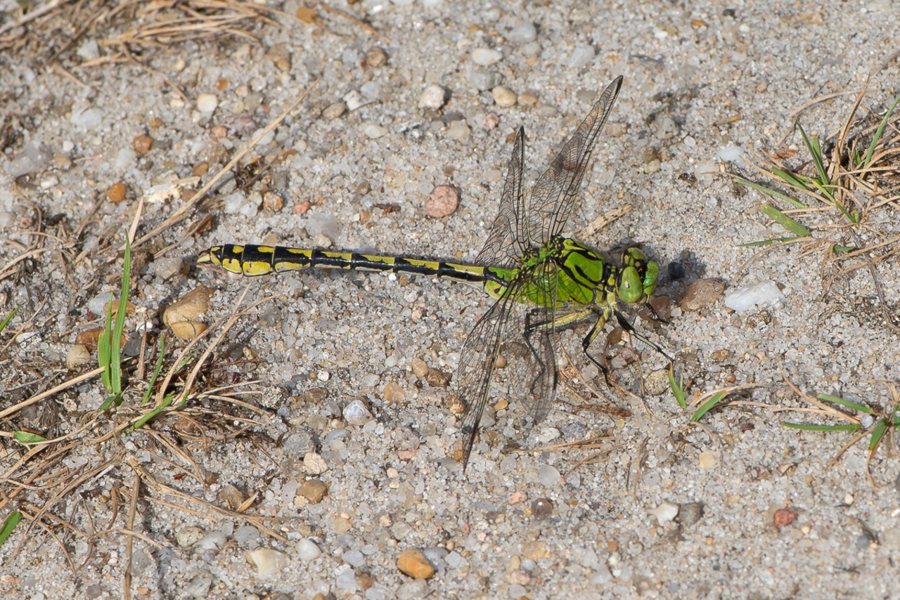 Grøn kølleguldsmed (Ophiogomphus cecilia) | Kendetegn, levested og ...