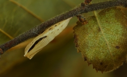 Foto af Birke-bæltemåler (Cyclophora albipunctata) | Puppe