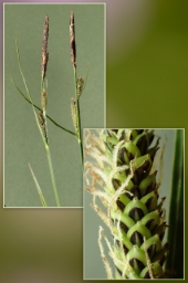 Foto af Knold-star (Carex nigra var. recta) | Standardfoto