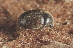 Foto af Dorcatoma flavicornis (Dorcatoma flavicornis) | Standardfoto