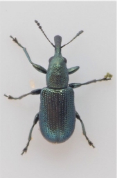 Foto af Temnocerus nanus (Temnocerus nanus) | Standardfoto