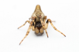 Foto af Keglerumpe (Cyclosa conica) | Frederik Leck Fischer