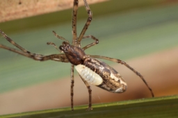 Foto af Acrodactyla carinator (Acrodactyla carinator) | Malcolm Storey