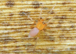 Foto af Rød vægjæger (Oonops domesticus) | Han