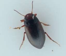 Foto af Hydroporus tristis (Hydroporus tristis) | Standardfoto