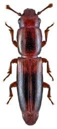 Foto af Rhizophagus nitidulus (Rhizophagus nitidulus) | Standardfoto