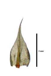 Foto af Kilde-vandtuemos (Philonotis fontana)