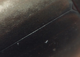 Foto af Agabus sturmii (Agabus sturmii) | Detalje