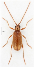 Foto af Ptinus raptor (Ptinus raptor) | Han
