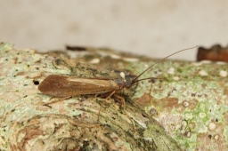 Foto af Limnephilus auricula (Limnephilus auricula)