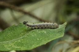 Foto af Chokoladeplet (Clostera pigra) | Larve